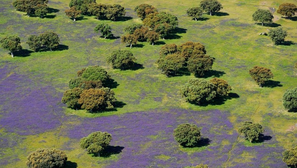 Reserva natural de Doñana