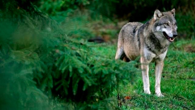 Lobo