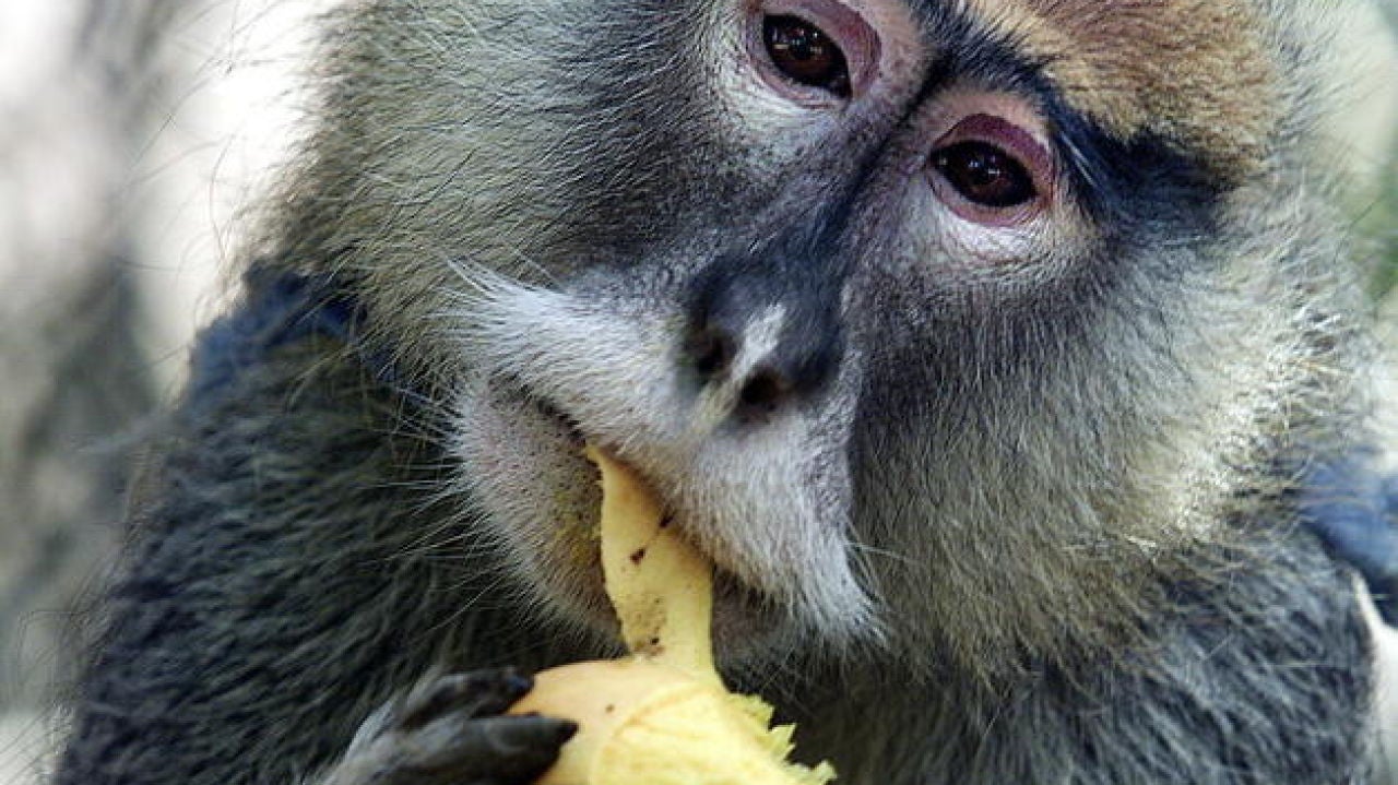 Los monos invaden la capital y 'comparten' las con los vecinos | HAZTE