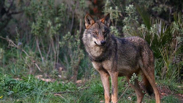 Un ejemplar de lobo ibérico