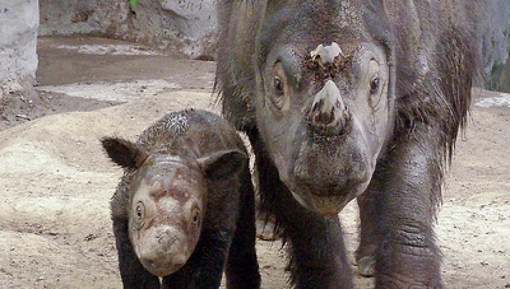 El rinoceronte de Sumatra ('Diceros sumatrensis')