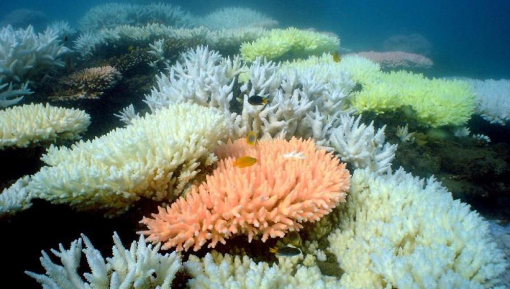La Gran Barrera de coral de Australia