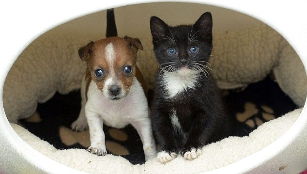 El perro Buttons y el gato Kitty
