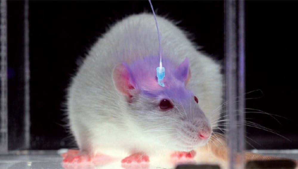 Estudian en ratones una proteína neuronal que evita la epilepsia