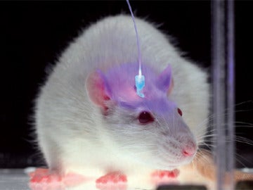 Estudian en ratones una proteína neuronal que evita la epilepsia