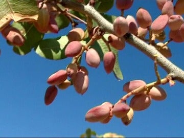 El pistacho es antiestresante y antioxidante El pistacho es antiestresante y antioxidante