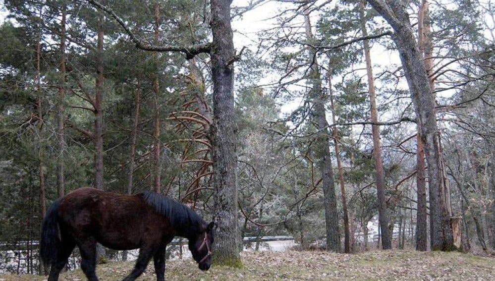 Un caballo en los los Montes de Valsaín, en la Reserva de la Biosfera Sierra de Guadarrama