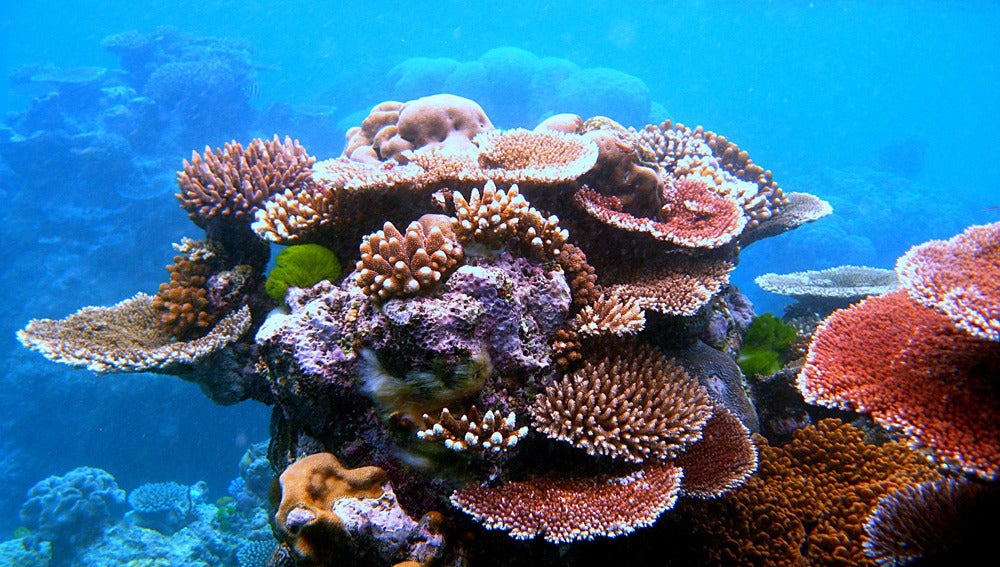 Los arrecifes de coral