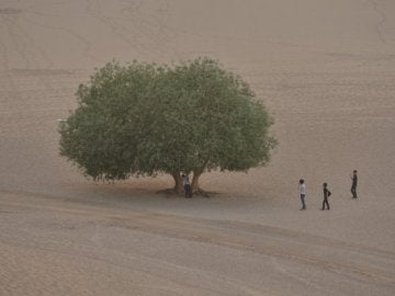 Aumento de la vegetación en los desiertos australianos Aumento de la vegetación en los desiertos australianos