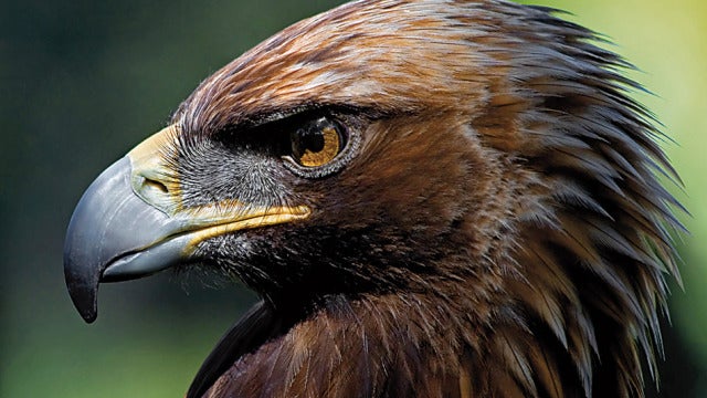 Fallecen tres ejemplares de águila imperial ibérica en Doñana | HAZTE ECO