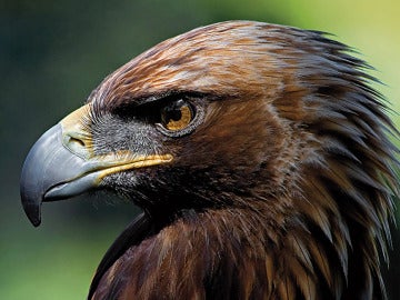 Águila Imperial Ibérica