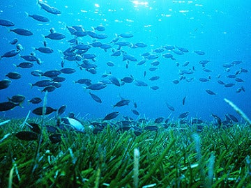 Ecosistema del fondo marino del mar Mediterráneo