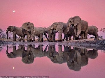 "Elefantes africanos al crepúsculo"