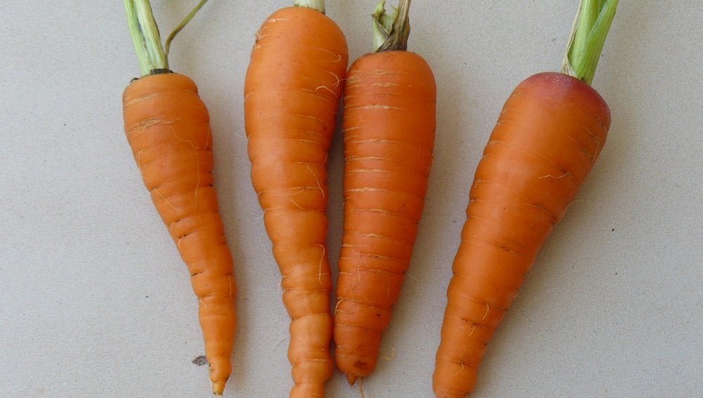 Zanahorias