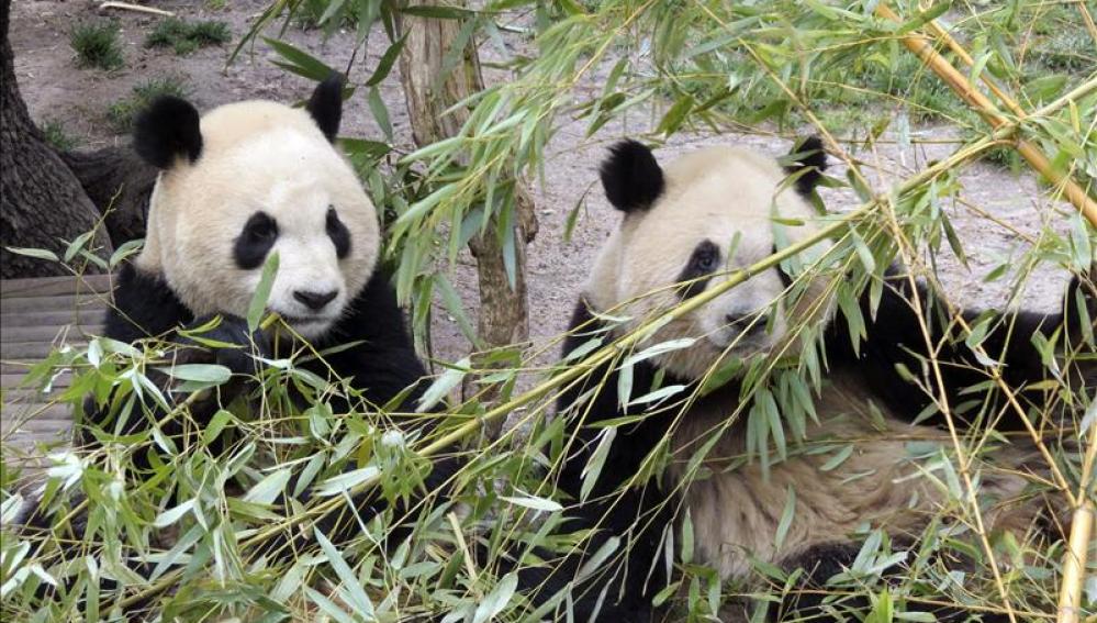 Osos panda en China