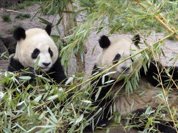 Osos panda en China
