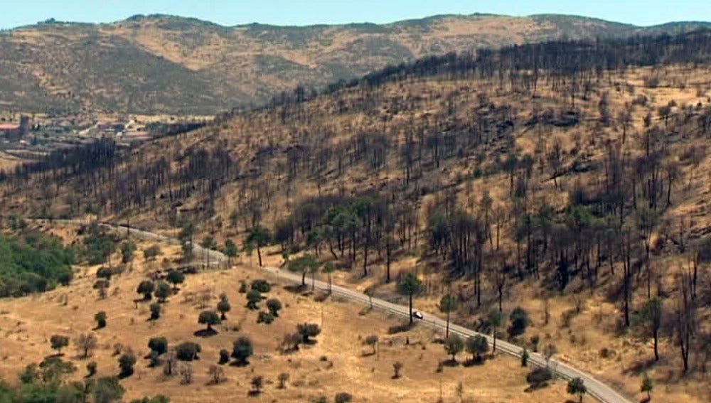 Continúan las labores de reforestación en Robledo de Chavela un año después del incendio