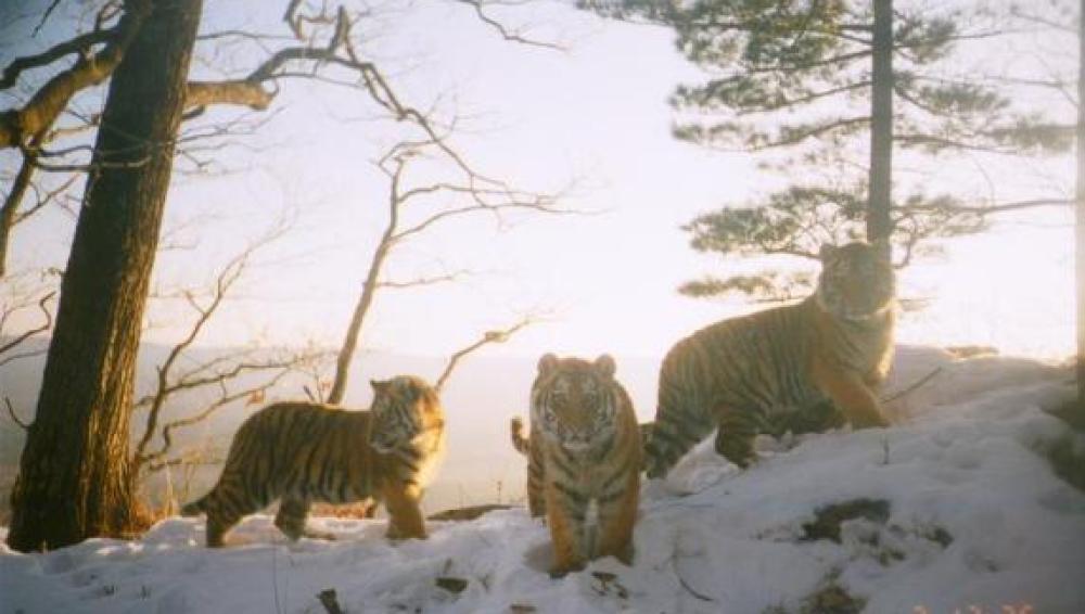 Tigresa siberiana con sus crías (Rusia)