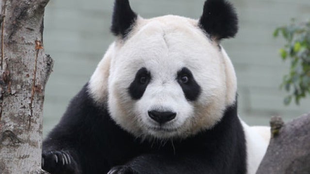 La osa panda Tian Tian.