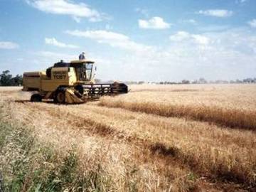 Campos de cultivo Campos de cultivo