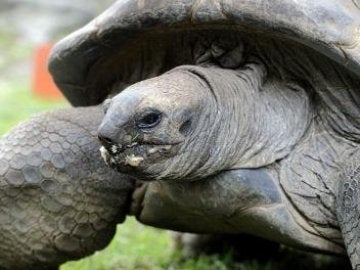Tortuga gigante malaya Tortuga gigante malaya