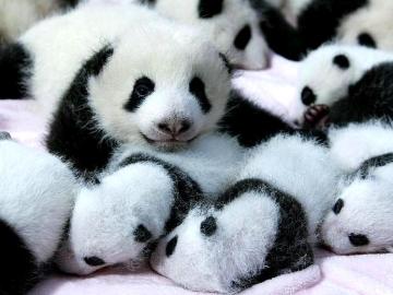 Crías de oso panda gigante
