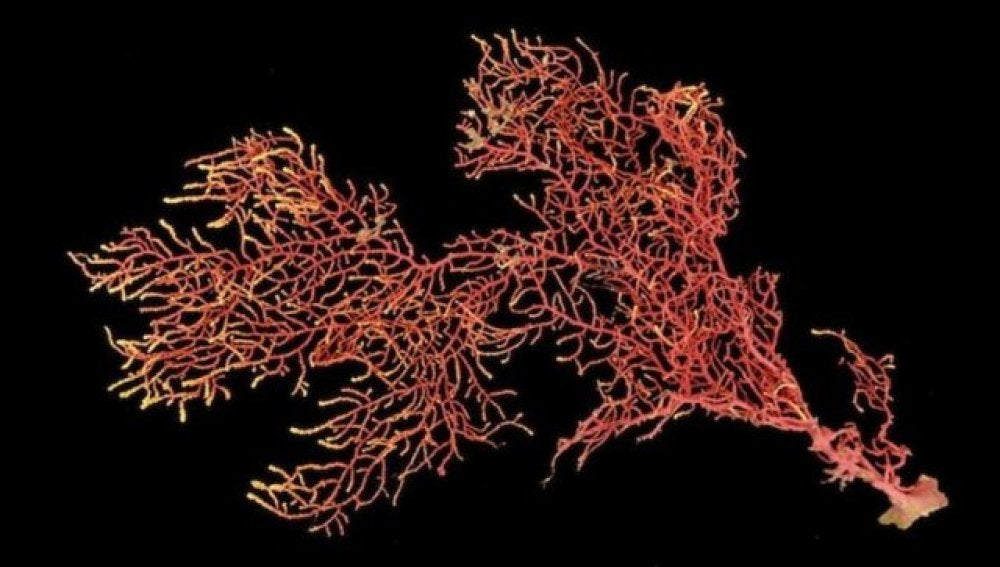 La nueva especie de coral, Eugorgia siedenburgae.