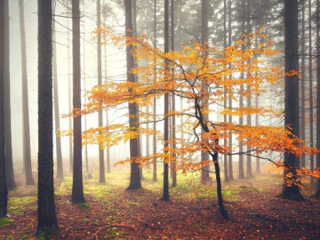 Un árbol otoñal