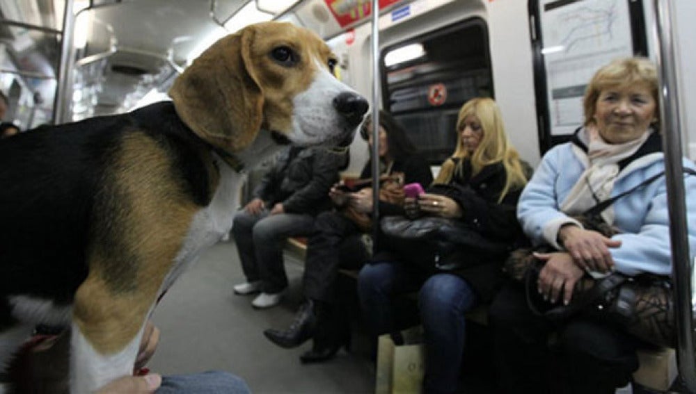 Un beagle en el metro (foto de archivo)