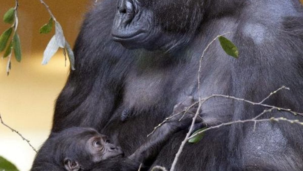 El nuevo gorila que nació ayer en el Parque de la Naturaleza de Cabárceno
