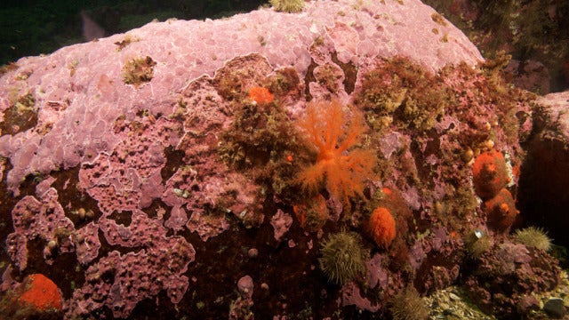 Alga coralina 'Clathromorphum compactum'