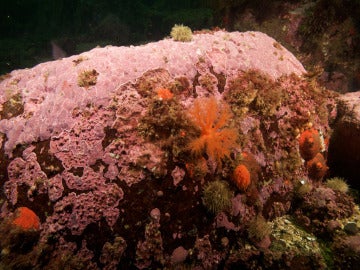 Alga coralina 'Clathromorphum compactum'
