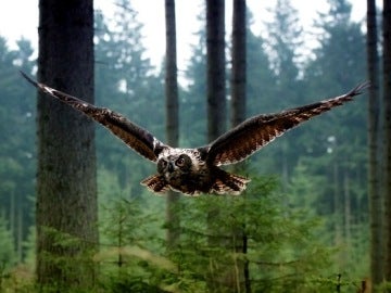Un búho vuela en un bosque Un búho vuela en un bosque