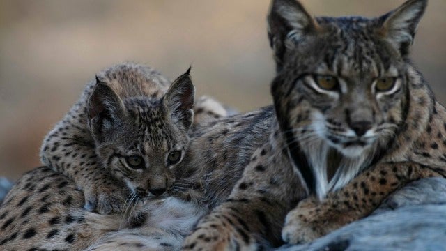 Lince Ibérico