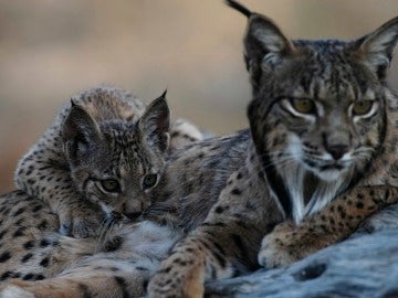 Lince Ibérico