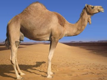 Un camello en el desierto