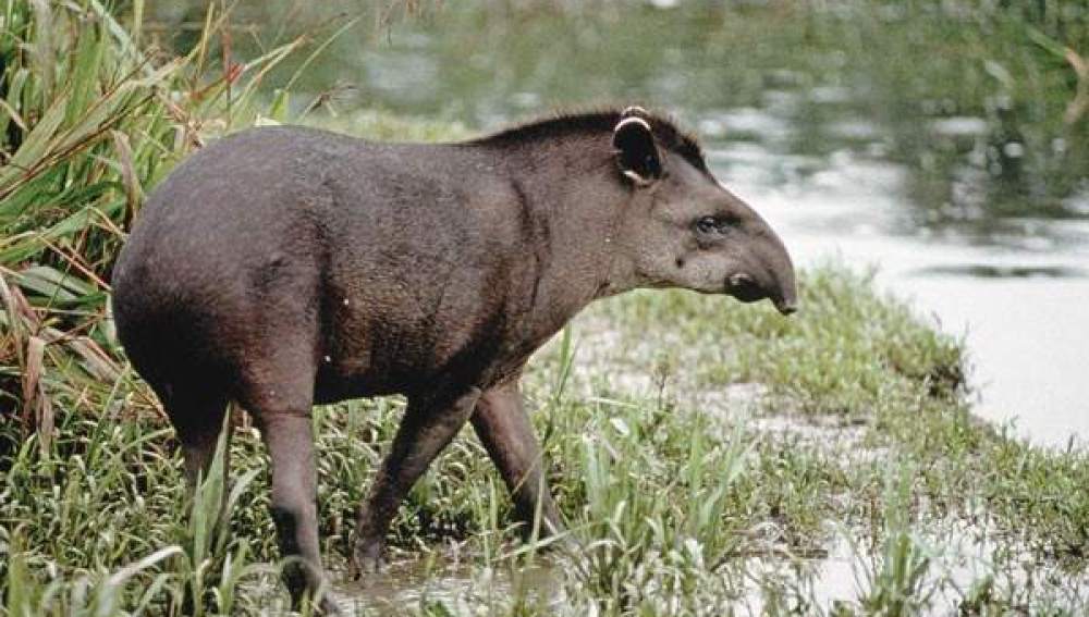 "Tapirus Kabomani"