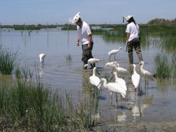 Espátulas en los humedales Espátulas en los humedales