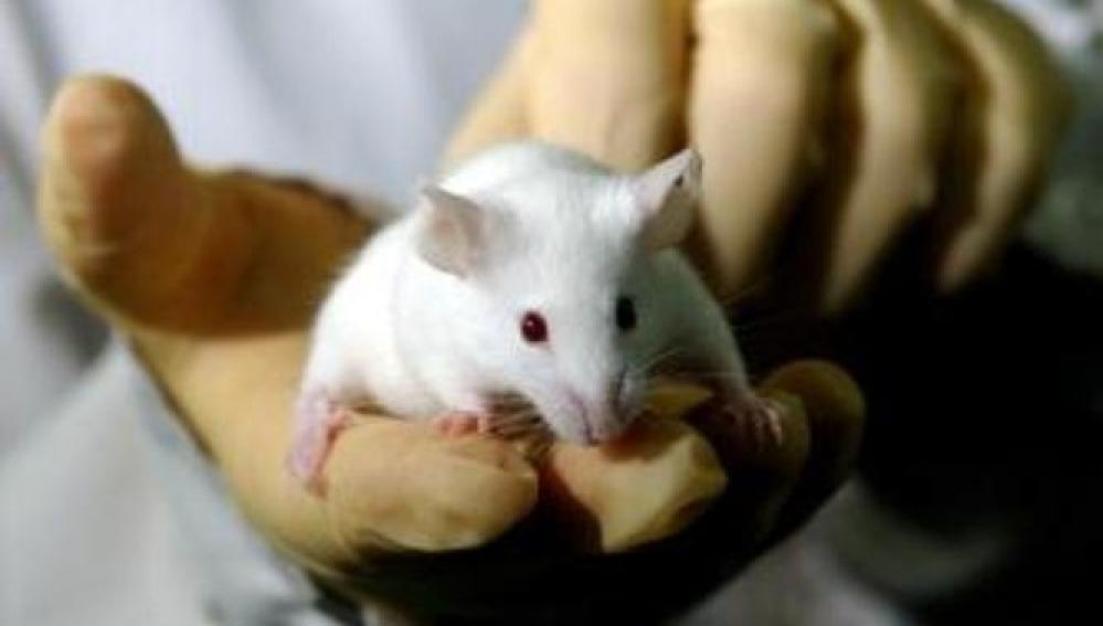 Ratón de laboratorio
