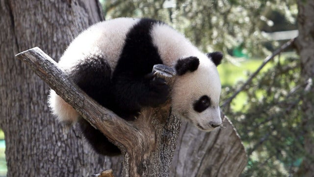 El bebé panda da sus primeros pasos