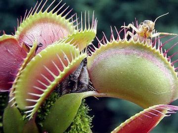 Planta carnívora con insectos Planta carnívora con insectos