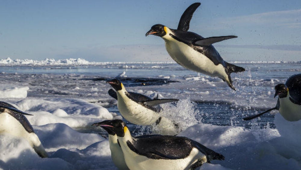 Pingüinos sobre el agua