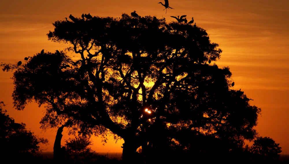 Pajarera, parque de Doñana