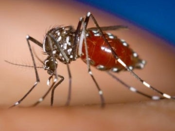 Mosquito Tigre