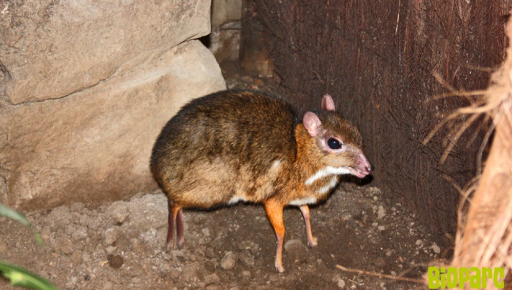 El ciervo-ratón más pequeño del mundo