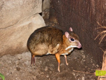 El ciervo-ratón más pequeño del mundo El ciervo-ratón más pequeño del mundo