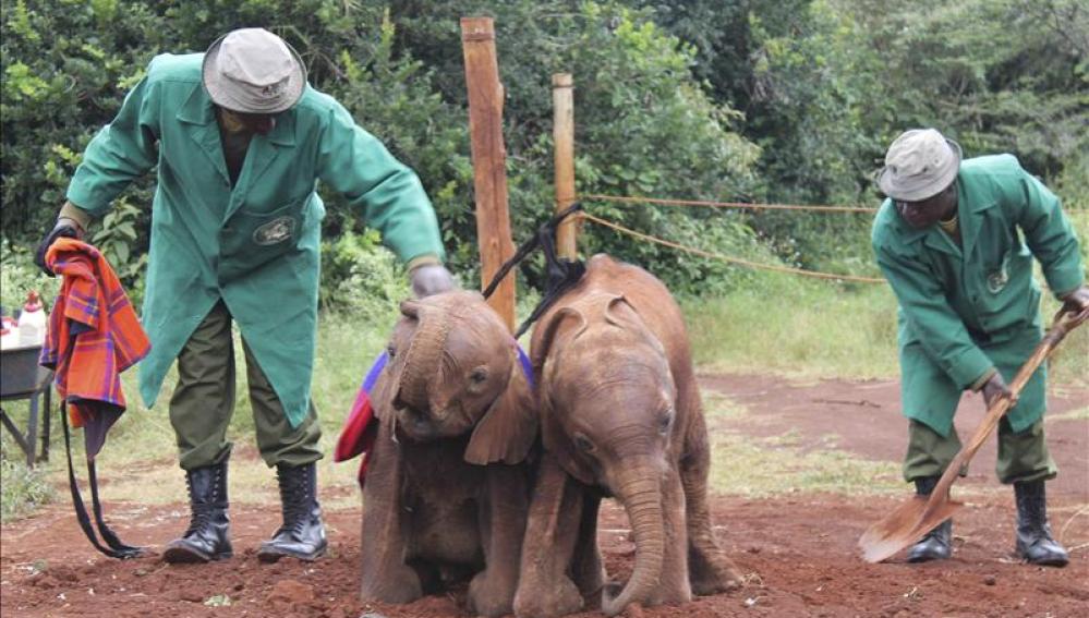 Bebés elefante en el orfanato de Kenia