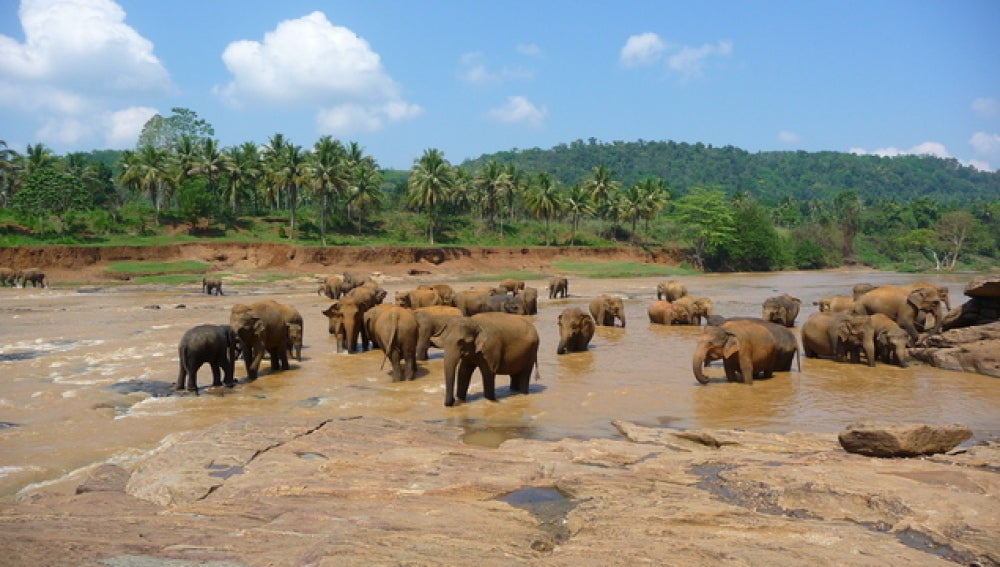 Un orfanato de elefantes en Pinnawela