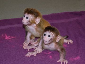 Macacos Rehsus similares a los utilizado