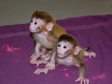 Macacos Rehsus similares a los utilizado Macacos Rehsus similares a los utilizado